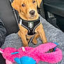 Diego is registered to the contest to win money with this photo: animal, blanket, blue, canine, car_interior, car_seat, companion, cute, dog, fur, harness, indoor, leash, pet, pink, playful, plush_toy, puppy, sitting, young_dog