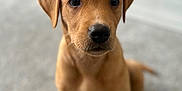 Diego joined the competition — help win amazing prizes! adorable, animal, brown, canine, carpet, closeup, cute, dog, domestic, ears, eyes, fur, indoor, nose, pet, portrait, puppy, sitting, whiskers, young