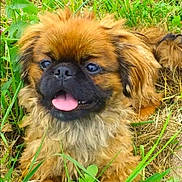 Déesse participe au concours pour gagner de l'argent avec cette photo : dog, puppy, grass, outdoor, animal, pet, tongue, fur, nature, cute, happy, brown, black, canine, playful, leaf, green, smiling, young, mammal
