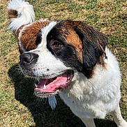 Simba a rejoint le concours — aidez-le/la à gagner de superbes lots ! dog, saint_bernard, outdoor, grass, sunlight, pet, animal, happy, canine, fur, tail, mouth_open, daylight, nature, mammal, playful, friendly, wet_fur, close_up, looking_away