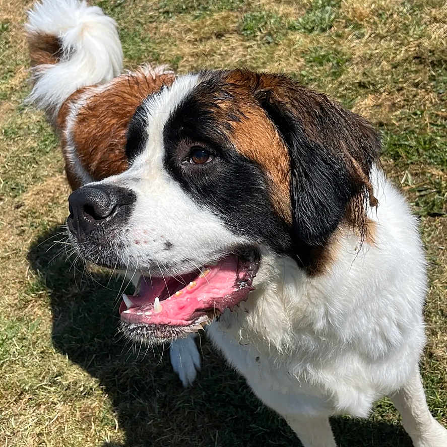 Simba a rejoint le concours — aidez-le/la à gagner de superbes lots ! animal, canine, close_up, daylight, dog, friendly, fur, grass, happy, looking_away, mammal, mouth_open, nature, outdoor, pet, playful, saint_bernard, sunlight, tail, wet_fur