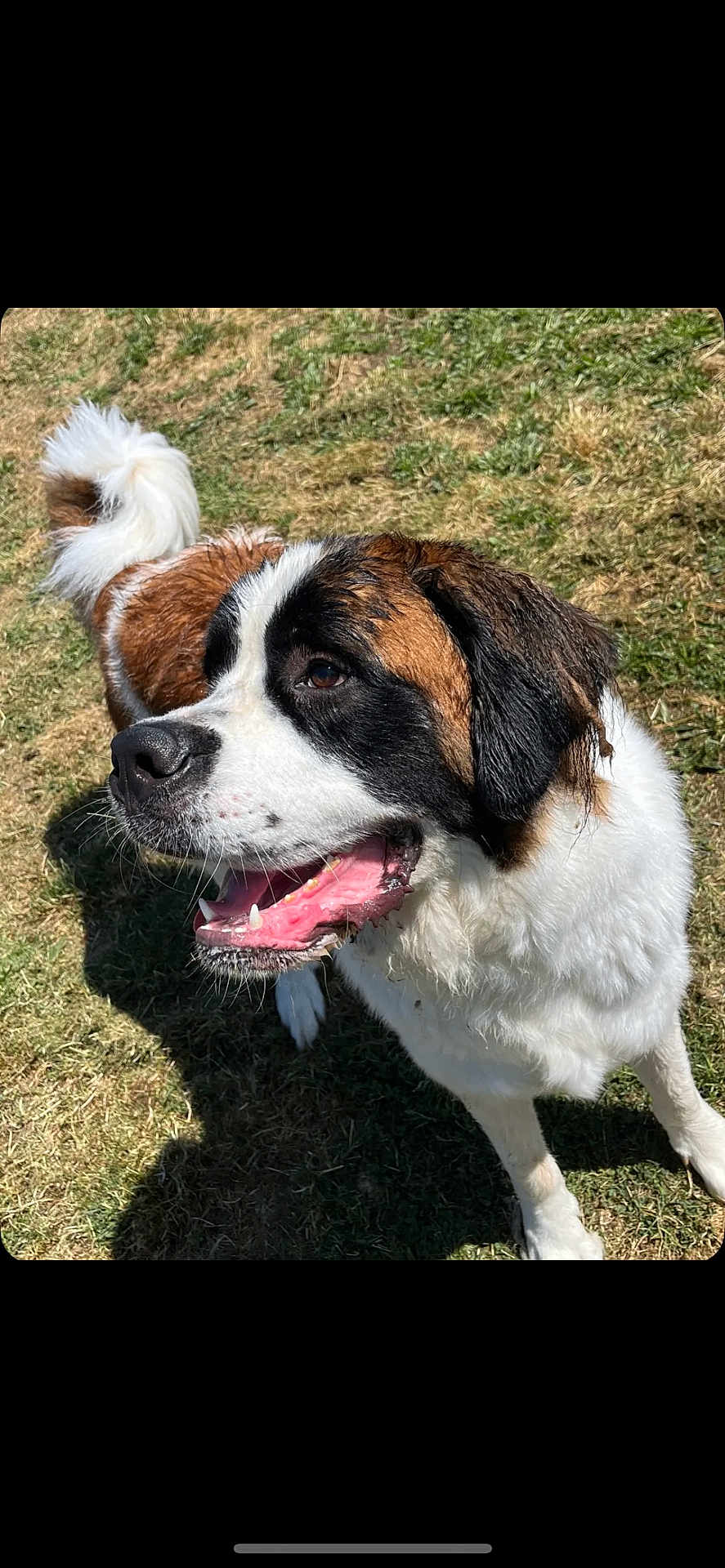 Simba a rejoint le concours — aidez-le/la à gagner de superbes lots ! dog, saint_bernard, outdoor, grass, sunlight, pet, animal, happy, canine, fur, tail, mouth_open, daylight, nature, mammal, playful, friendly, wet_fur, close_up, looking_away