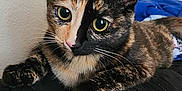 Boba joined the competition — help win amazing prizes! cat, tortoiseshell, pet, animal, feline, cute, green_eyes, fur, whiskers, ears, resting, black_cushion, indoor, closeup, portrait, laying, domestic_cat, curious, alert, soft_light
