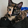 cat, tortoiseshell, pet, animal, feline, cute, green_eyes, fur, whiskers, ears, resting, black_cushion, indoor, closeup, portrait, laying, domestic_cat, curious, alert, soft_light