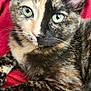 Boba is registered to the contest to win money with this photo: cat, tortoiseshell, close_up, green_eyes, pet, animal, feline, whiskers, ears, fur, relaxed, cozy, blanket, red, cute, indoor, portrait, resting, domestic_animal, looking_at_camera