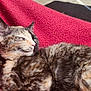 Boba joined the competition — help win amazing prizes! cat, sleeping, feline, indoor, red_blanket, fur, cozy, pet, resting, closeup, comfort, relaxed, mammal, whiskers, tabby, animal, cute, soft, nap, home