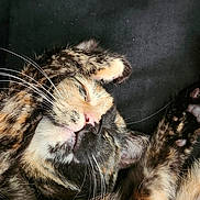 Boba is registered to the contest to win money with this photo: cat, tortoiseshell, sleeping, paw, fur, whiskers, nose, pet, animal, cute, cozy, resting, closeup, soft, indoor, adorable, relaxed, feline, mammal, laying