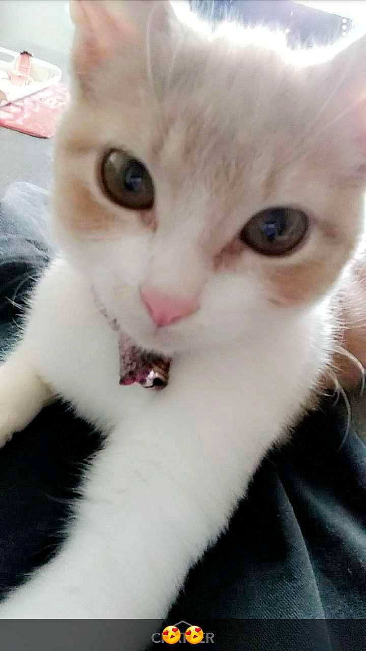 Desperados participe au concours pour gagner de l'argent avec cette photo : american_curl, burmilla, carnivore, cat, domestic_short_haired_cat, eye, felidae, iris, javanese, khao_manee, kitten, mammal, nose, ojos_azules, small_to_medium_sized_cats, snout, turkish_angora, turkish_van, vertebrate, whiskers