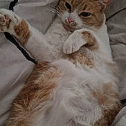 Mimine participe au concours pour gagner de l'argent avec cette photo : cat, feline, pet, bed, blanket, fur, paw, belly, whiskers, ears, cozy, indoor, sleepy, relaxed, portrait, closeup, orange_and_white, mammal, paws, home