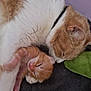 cat, kitten, sleeping, orange_tabby, ginger_fur, white_fur, cuddling, maternal, pet, domestic_cat, close_up, portrait, nap_time, soft_texture, blanket, collar, whiskers, paw, cozy, indoor