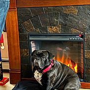 Meatloaf is registered to the contest to win money with this photo: animal, black_dog, blanket, collar, comfort, cozy, dog, domestic, fire, fireplace, floor, fur, home, indoor, pet, relaxation, sitting, stone, warm, wood