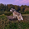 Lucky a rejoint le concours — aidez-le/la à gagner de superbes lots ! husky, dog, canine, grass, nature, outdoor, sunset, sky, trees, forest, animal, pet, mammal, landscape, purple_sky, pink_clouds, standing, scenic, peaceful, evening