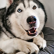 Lucky a rejoint le concours — aidez-le/la à gagner de superbes lots ! dog, husky, heterochromia, blue_eye, brown_eye, pet, smiling, lying_down, indoor, cozy, dog_bed, fur, canine, cute, animal, friendly, paw, nose, portrait, relaxed