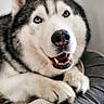 dog, husky, heterochromia, blue_eye, brown_eye, pet, smiling, lying_down, indoor, cozy, dog_bed, fur, canine, cute, animal, friendly, paw, nose, portrait, relaxed