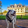 Lucky participe au concours pour gagner de l'argent avec cette photo : dog, husky, leash, path, grass, castle, historic_building, water, reflection, trees, blue_sky, outdoor, daytime, pet, canine, happy, animal, nature, architecture, landscape