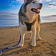 Lucky a rejoint le concours — aidez-le/la à gagner de superbes lots ! animal, beach, blue_eyes, canine, clouds, daytime, dog, happy, husky, leash, nature, outdoor, pet, portrait, sand, shore, sky, sunlight, walking, water