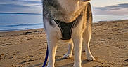 Lucky a rejoint le concours — aidez-le/la à gagner de superbes lots ! animal, beach, blue_eyes, canine, clouds, daytime, dog, happy, husky, leash, nature, outdoor, pet, portrait, sand, shore, sky, sunlight, walking, water