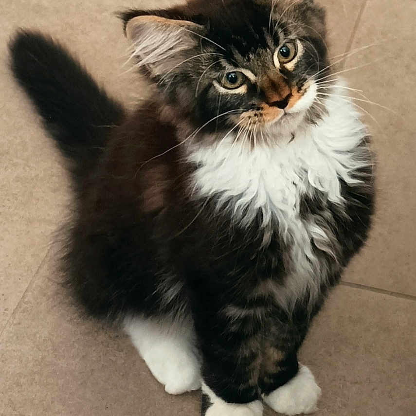 Boston a rejoint le concours — aidez-le/la à gagner de superbes lots ! kitten, cat, pet, animal, feline, fluffy, black_and_white, curious, sitting, indoor, toy, stick, string, floor, tile, whiskers, ears, cute, young, playful