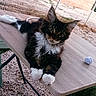 Boston a rejoint le concours — aidez-le/la à gagner de superbes lots ! kitten, cat, black_and_white, feline, outdoor, table, wooden_table, paws, fur, pet, fence, gravel, brick_wall, toy, crumpled_paper, relaxed, animal, small, cute, young