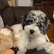 Diesel joined the competition — help win amazing prizes! animal, black_and_white, blue_eyes, collar, companion, couch, curly_fur, cute, dog, fluffy, fur, home, indoor, lion_toy, paw_print_tag, pet, plush_toy, puppy, relaxed, toy