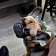 Isabella Jimenez joined the competition — help win amazing prizes! dog, french_bulldog, winking, money, dollar_bills, collar, pet, indoor, wooden_floor, looking_up, ears_up, cute, small_dog, domestic_animal, animal, floor, shoe, furniture, curious, brown_dog