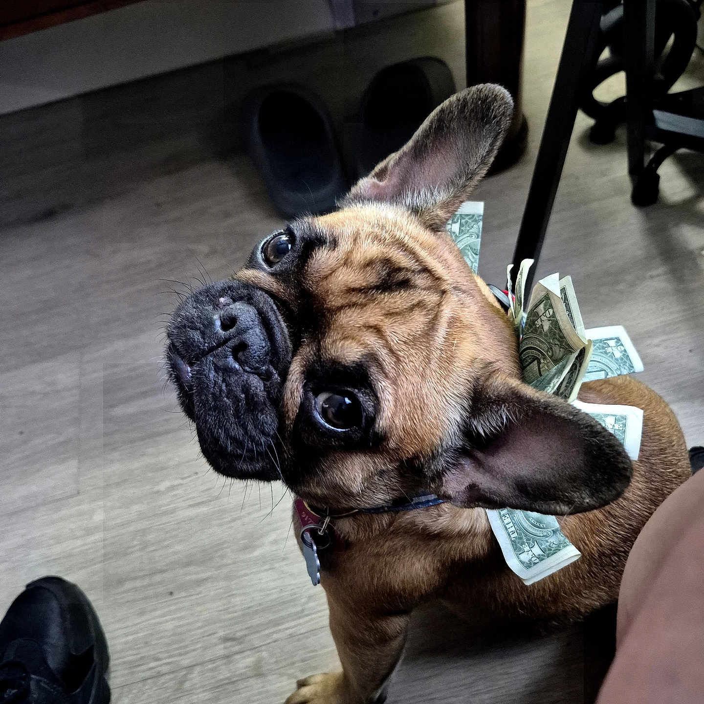 Isabella Jimenez joined the competition — help win amazing prizes! dog, french_bulldog, winking, money, dollar_bills, collar, pet, indoor, wooden_floor, looking_up, ears_up, cute, small_dog, domestic_animal, animal, floor, shoe, furniture, curious, brown_dog