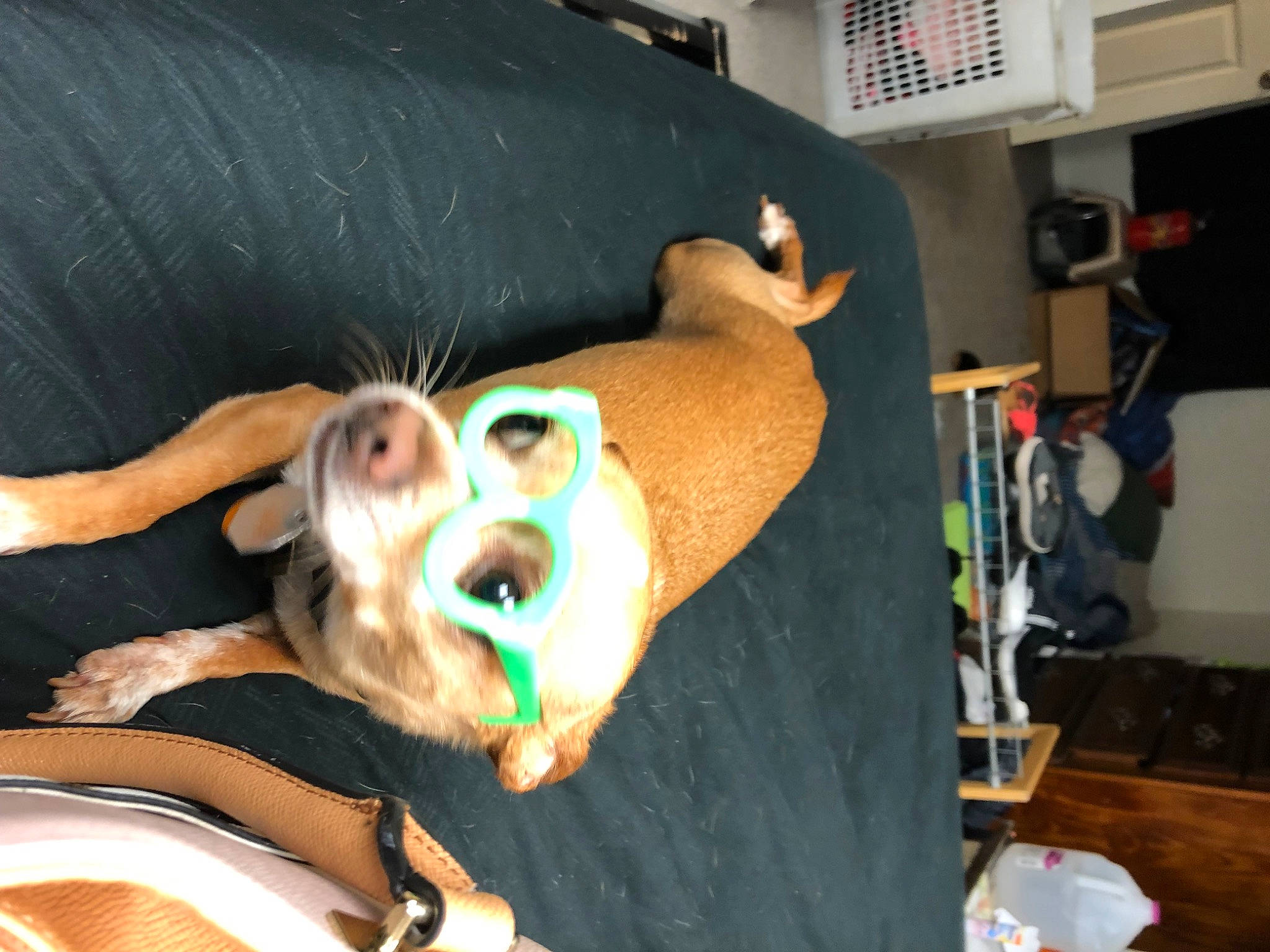 Cujo is registered to the contest to win money with this photo: animation, carnivore, companion_dog, couch, dog_breed, eyewear, fawn, fun, fur, jaw, mascot, personal_protective_equipment, plush, room, selfie, snout, stuffed_toy, toy, wood, working_animal