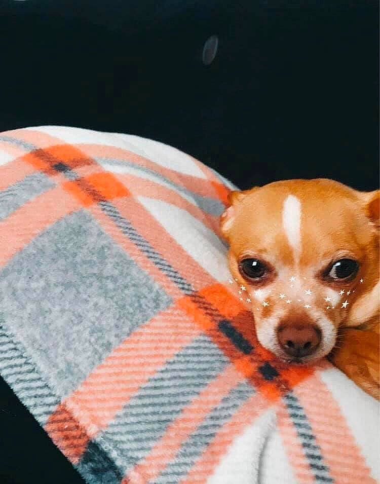 Cujo is registered to the contest to win money with this photo: canidae, carnivore, chihuahua, companion_dog, corgi_chihuahua, dog, dog_breed, dog_supply, fawn, fur, linens, pattern, puppy, puppy_love, snout, sporting_group, terrier, toy_dog, whiskers, working_animal