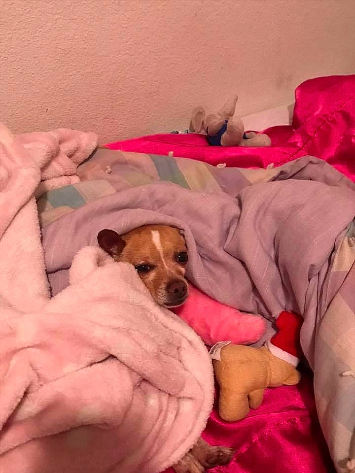 Cujo is registered to the contest to win money with this photo: bed, bedding, bedtime, canidae, carnivore, comfort, companion_dog, dog, dog_breed, dog_supply, fawn, linens, nap, paw, pink, puppy, room, snout, sporting_group, working_animal