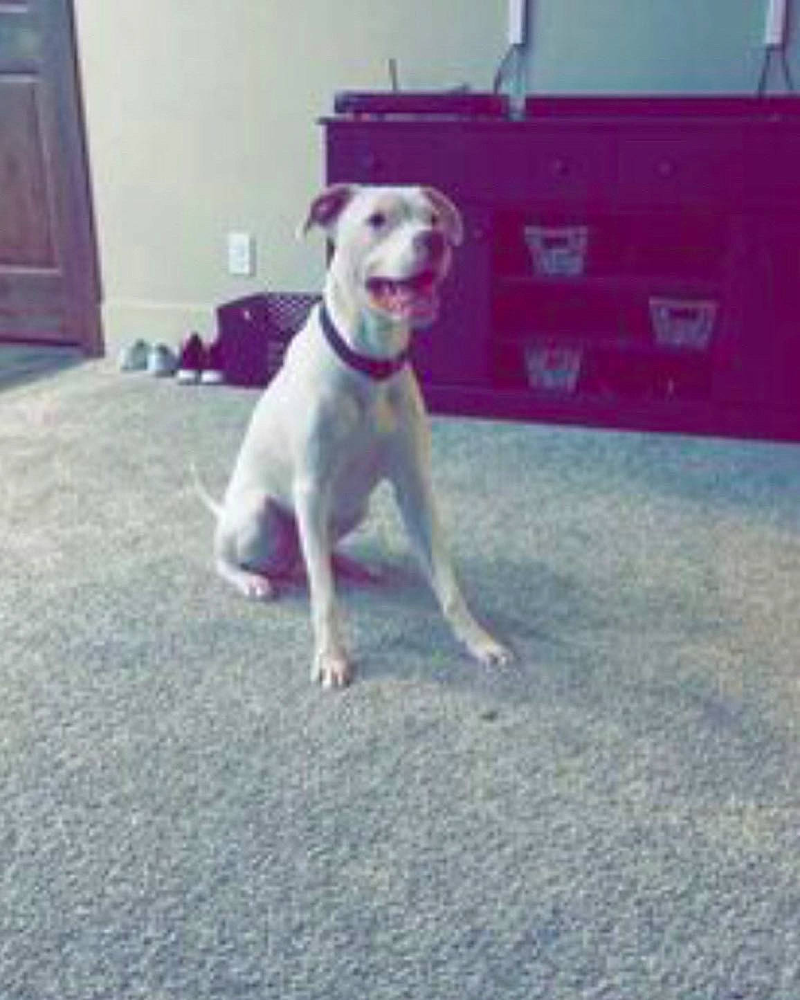 Ace joined the competition — help win amazing prizes! asphalt, cabinetry, carnivore, collar, companion_dog, dog, dog_breed, dog_collar, door, fawn, flooring, grass, metal, paw, road_surface, sky, sporting_group, tail, toy_dog, working_animal