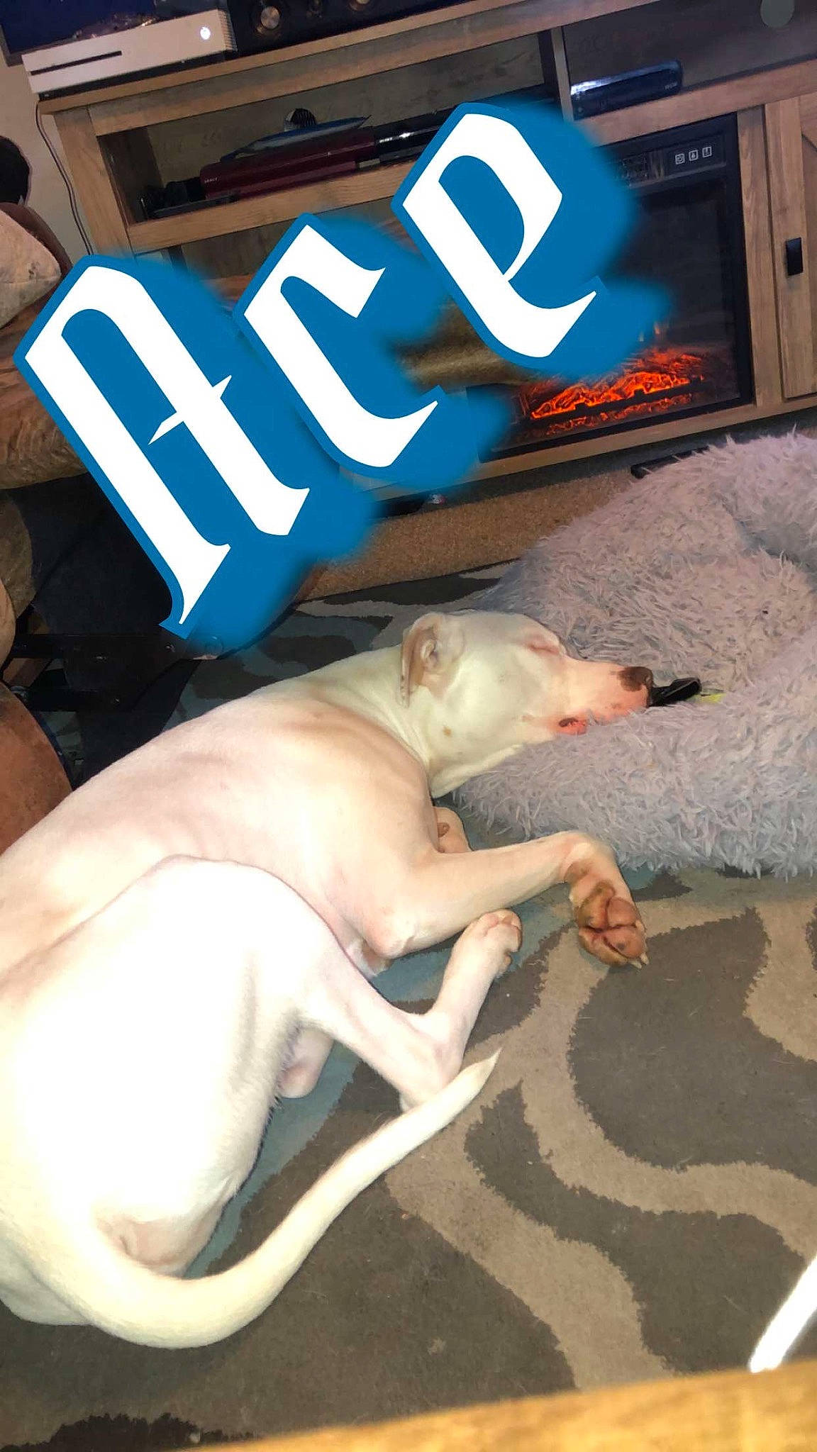 Ace is registered to the contest to win money with this photo: cable_television, canidae, carnivore, companion_dog, dog_breed, event, fawn, human_leg, livestock, logo, mammal, pet_supply, snout, sporting_group, tail, television, television_set, terrestrial_animal, vertebrate, working_animal