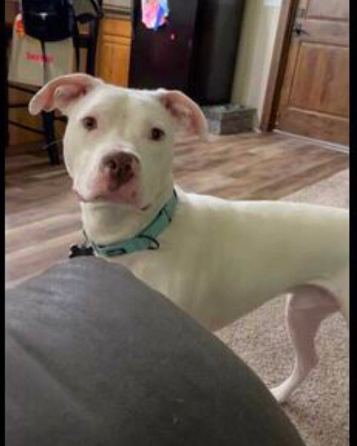 Ace is registered to the contest to win money with this photo: bull_terrier, canidae, carnivore, collar, companion_dog, dog, dog_breed, dogo_argentino, fawn, flooring, metal, non_sporting_group, pet_supply, snout, sporting_group, tail, terrestrial_animal, whiskers, wood, working_animal