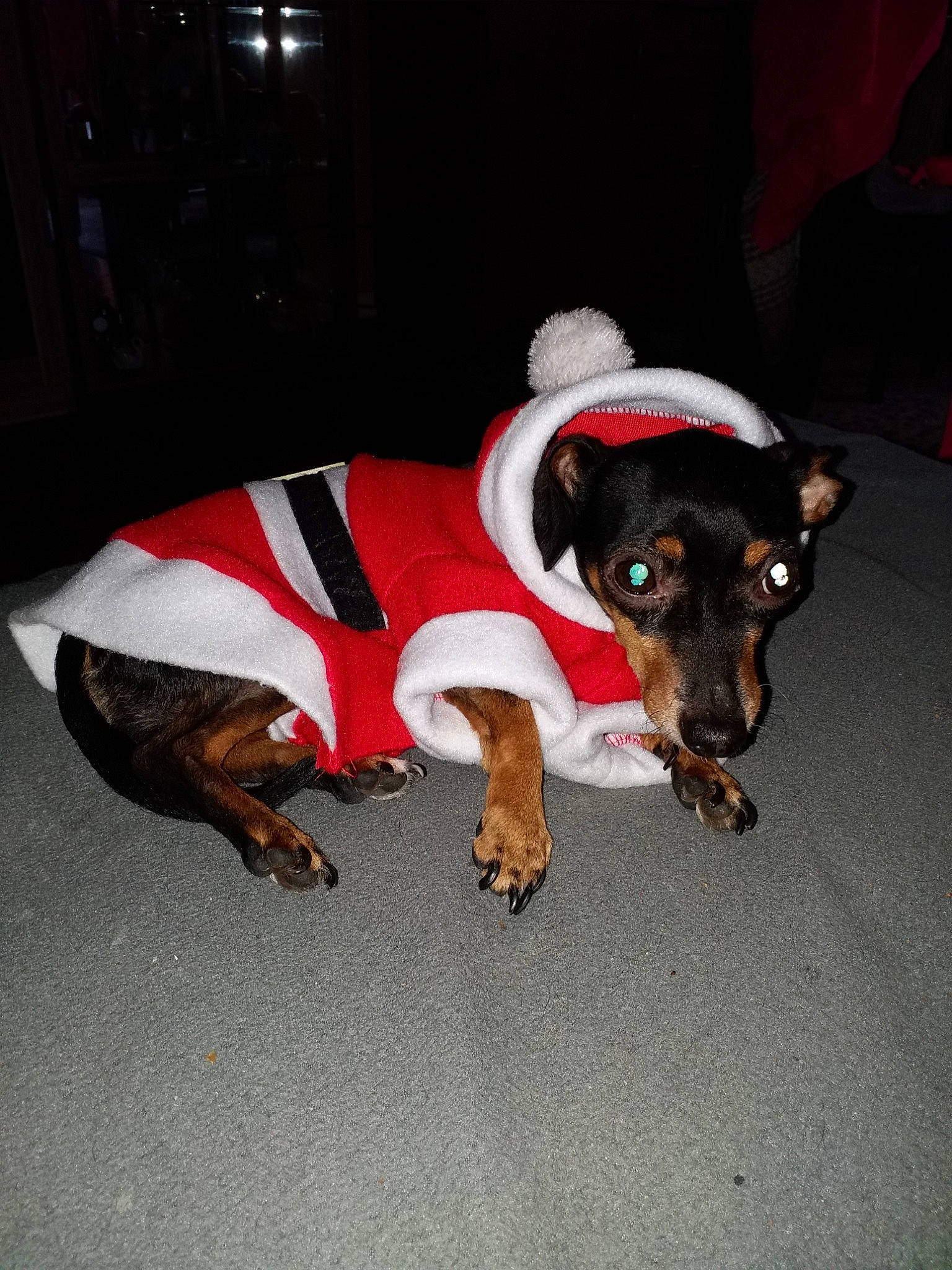 Caline participe au concours pour gagner de l'argent avec cette photo : canidae, carnivore, companion_dog, dachshund, dog, dog_breed, german_pinscher, manchester_terrier, miniature_pinscher, pinscher, toy_manchester_terrier