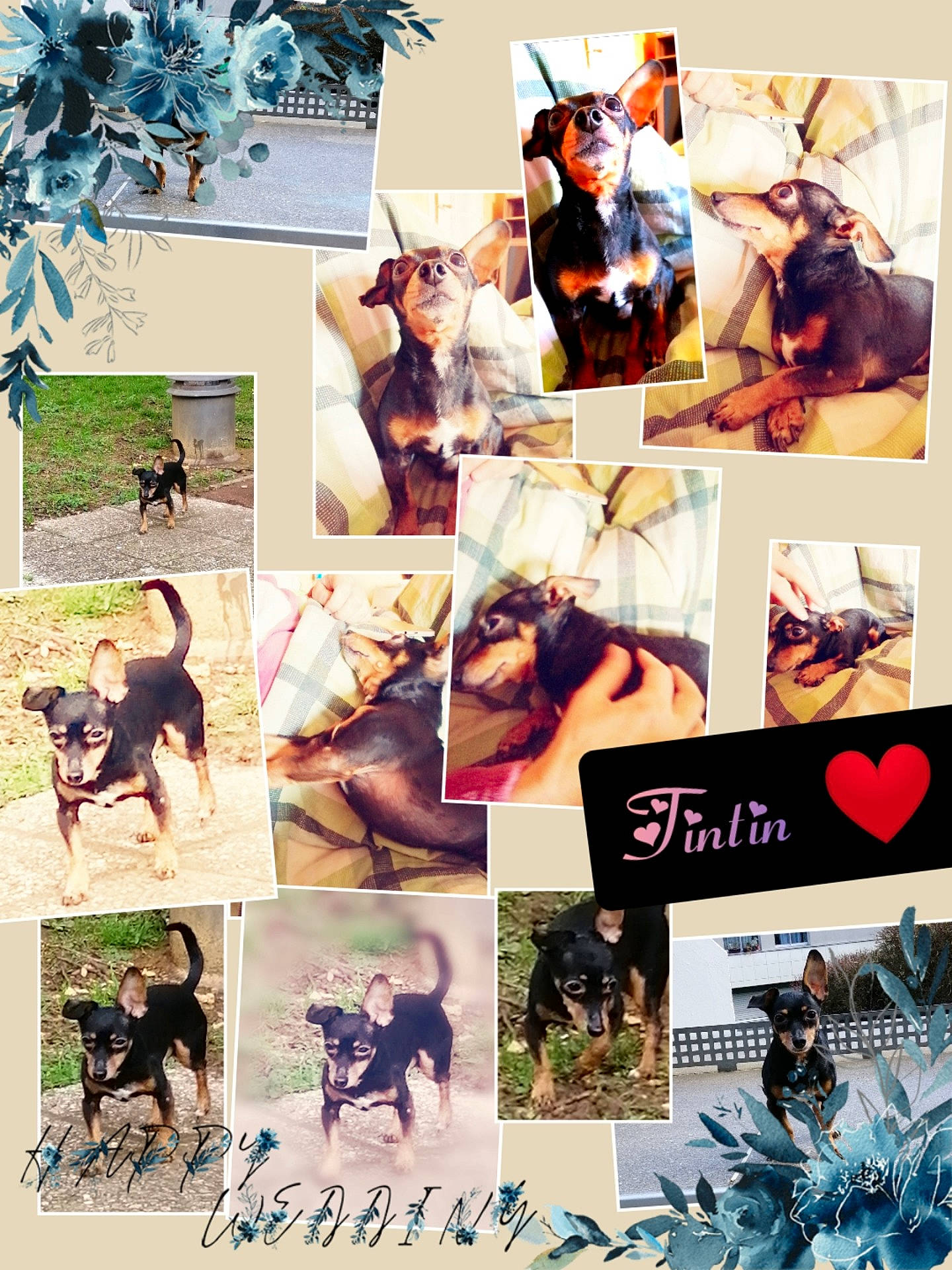 Tintin a rejoint le concours — aidez-le/la à gagner de superbes lots ! art, canidae, collage, guard_dog