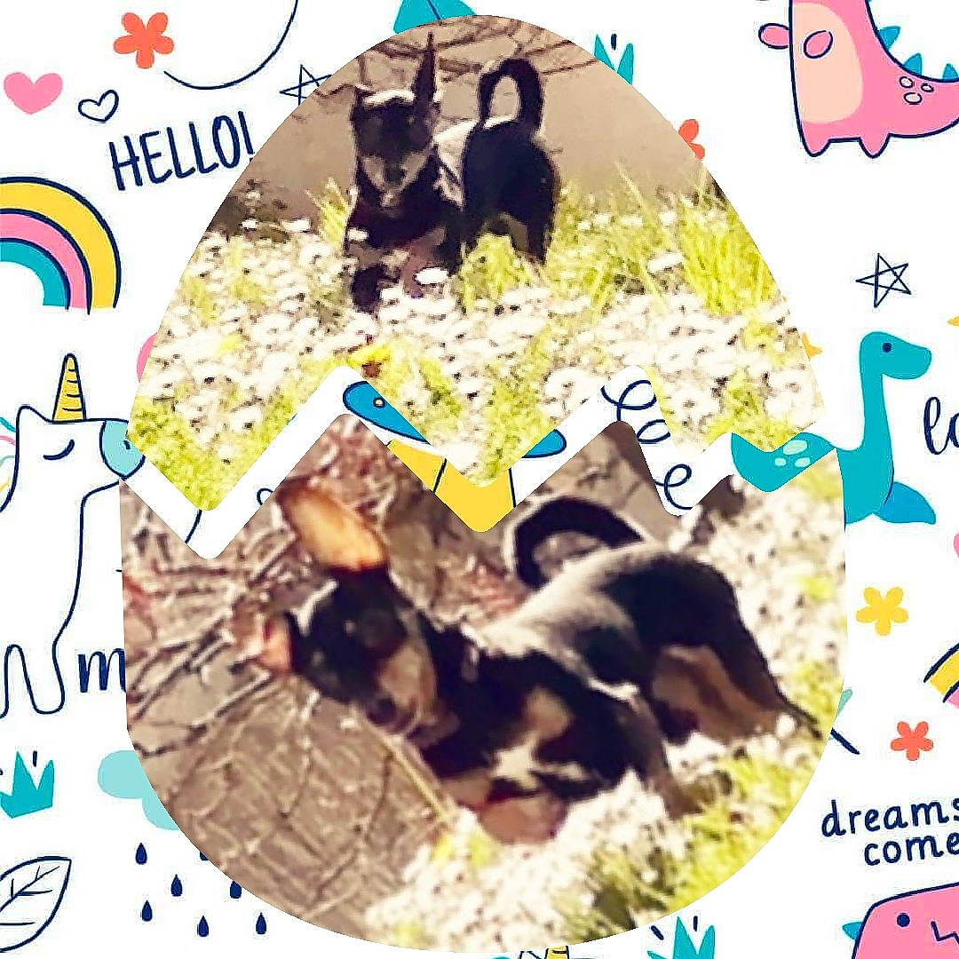 Tintin a rejoint le concours — aidez-le/la à gagner de superbes lots ! adaptation, canidae, sporting_group