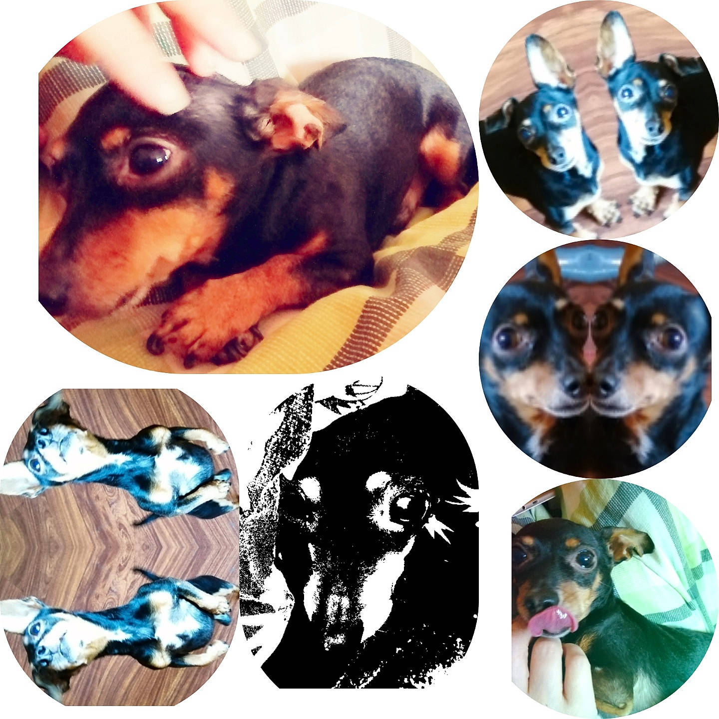 Tintin a rejoint le concours — aidez-le/la à gagner de superbes lots ! canidae, carnivore, collage, companion_dog, dachshund, dobermann, dog, dog_breed, ear, guard_dog, manchester_terrier, miniature_pinscher, pinscher, rottweiler