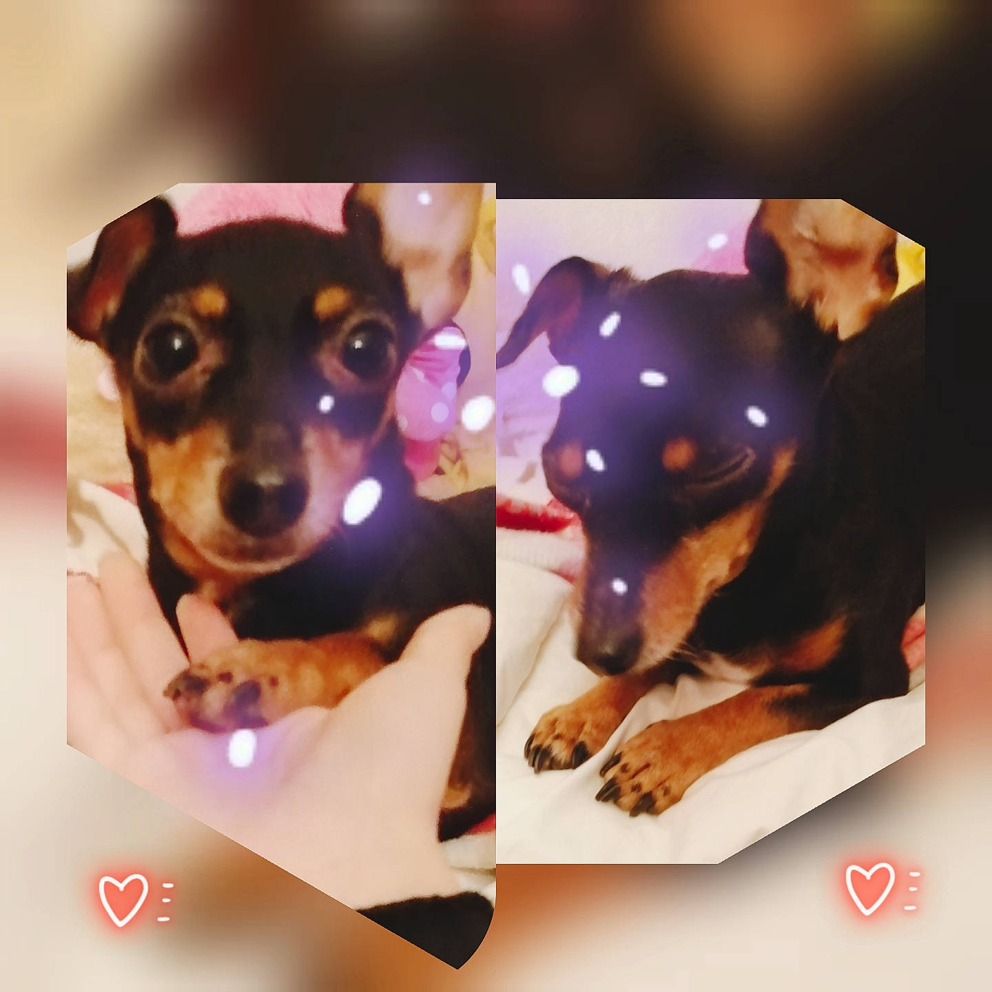 Tintin a rejoint le concours — aidez-le/la à gagner de superbes lots ! canidae, carnivore, chihuahua, dachshund, dog, dog_breed, ear, german_pinscher, mammal, manchester_terrier, miniature_pinscher, pinscher, puppy, rat_terrier, toy_dog, toy_manchester_terrier