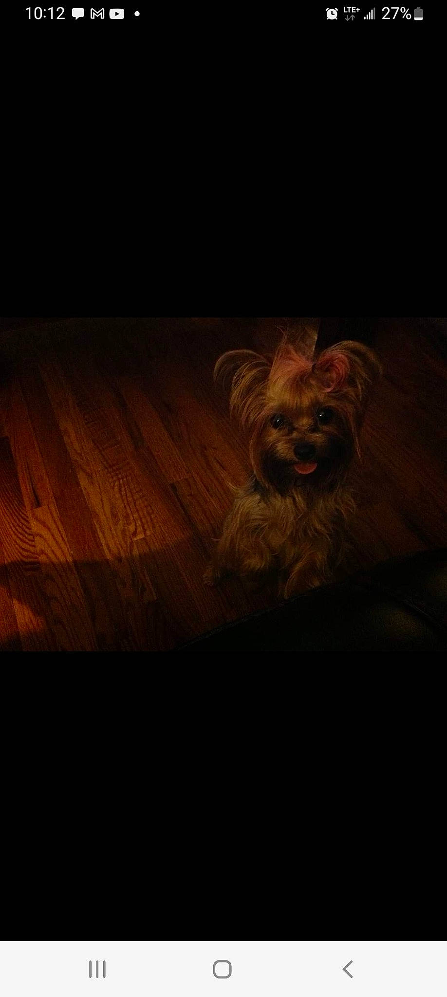 Dutchess joined the competition — help win amazing prizes! brown, carnivore, companion_dog, darkness, dog, dog_breed, fawn, flooring, fur, hardwood, liver, small_terrier, snout, tail, terrier, tints_and_shades, toy_dog, varnish, whiskers, wood