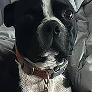 Reggie is registered to the contest to win money with this photo: dog, black_and_white, collar, tag, close_up, pet, indoor, bed, blanket, fur, animal, mammal, portrait, resting, domestic_animal, canine, cute, face, looking, household