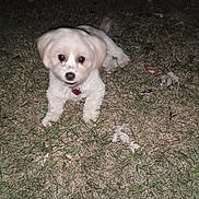 Enzo joined the competition — help win amazing prizes! animal, canine, collar, cute, dog, eyes, flash, fur, grass, ground, leaf, lying_down, mammal, nature, night, outdoor, pet, playful, small_dog, white_dog
