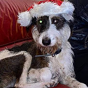 Atos participe au concours pour gagner de l'argent avec cette photo : dog, santa_hat, red_couch, indoor, pet, canine, fur, white_fur, black_fur, holiday, christmas, relaxed, seated, living_room, animal, domestic_animal, portrait, fluffy, cute, companion