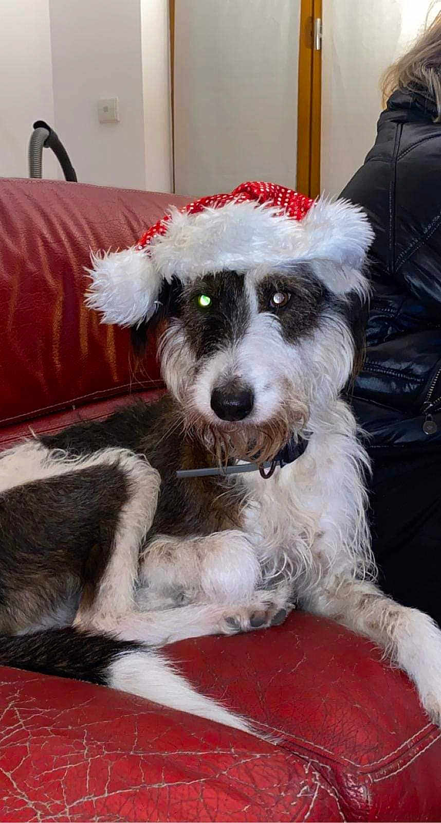 Atos participe au concours pour gagner de l'argent avec cette photo : dog, santa_hat, red_couch, indoor, pet, canine, fur, white_fur, black_fur, holiday, christmas, relaxed, seated, living_room, animal, domestic_animal, portrait, fluffy, cute, companion