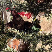 Binx joined the competition — help win amazing prizes! cat, kitten, black_cat, christmas_tree, christmas_lights, holiday, indoor, curious, playful, greenery, decorations, paws, festive, cozy, animal, pet, claws, closeup, cute, eyes
