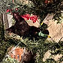 cat, kitten, black_cat, christmas_tree, christmas_lights, holiday, indoor, curious, playful, greenery, decorations, paws, festive, cozy, animal, pet, claws, closeup, cute, eyes