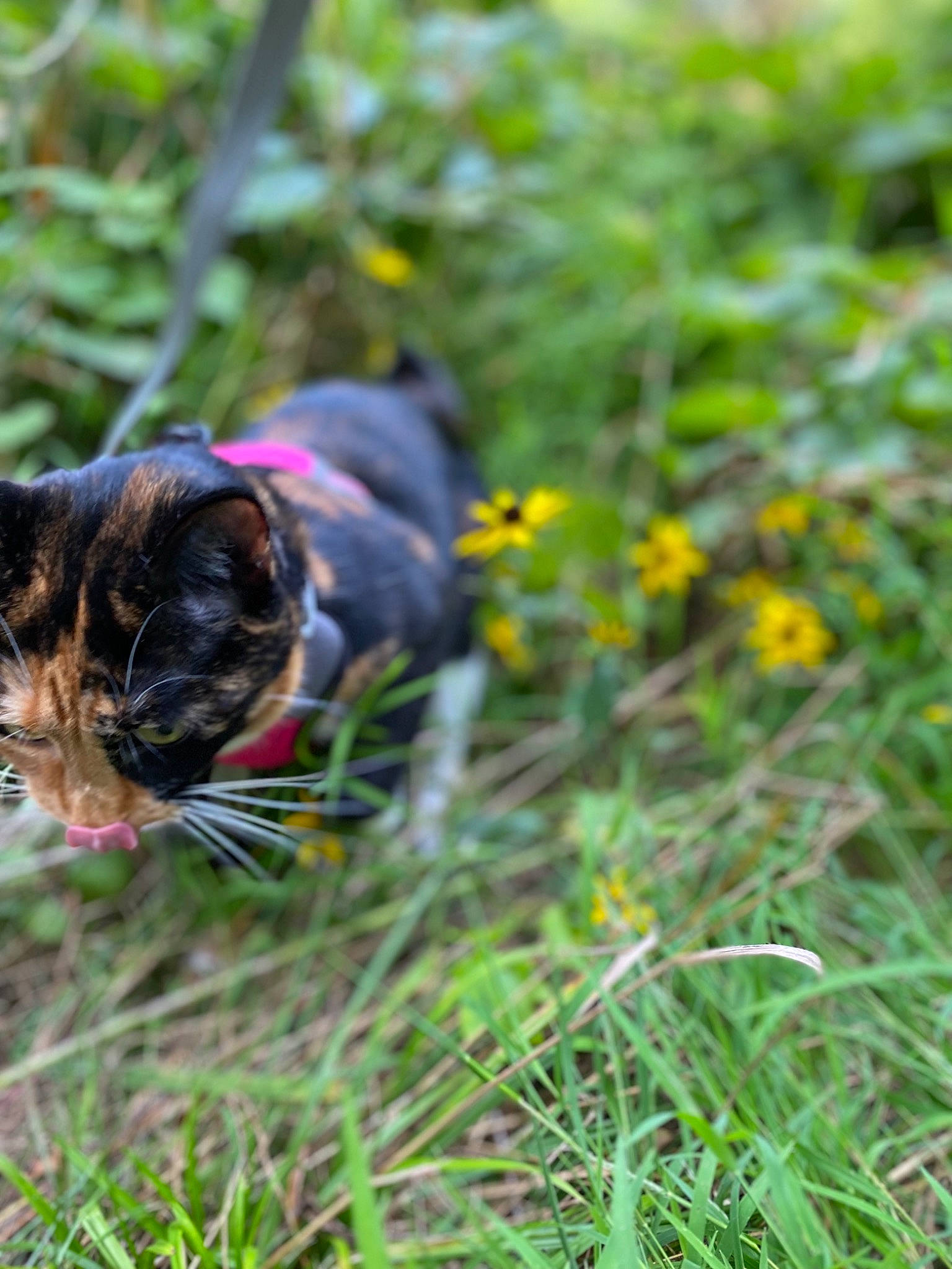 Skies is registered to the contest to win money with this photo: canidae, carnivore, cat, dog_breed, domestic_short_haired_cat, fawn, felidae, flower, flowering_plant, grass, grassland, groundcover, herbaceous_plant, lawn, plant, shrub, small_to_medium_sized_cats, sporting_group, terrestrial_animal, whiskers