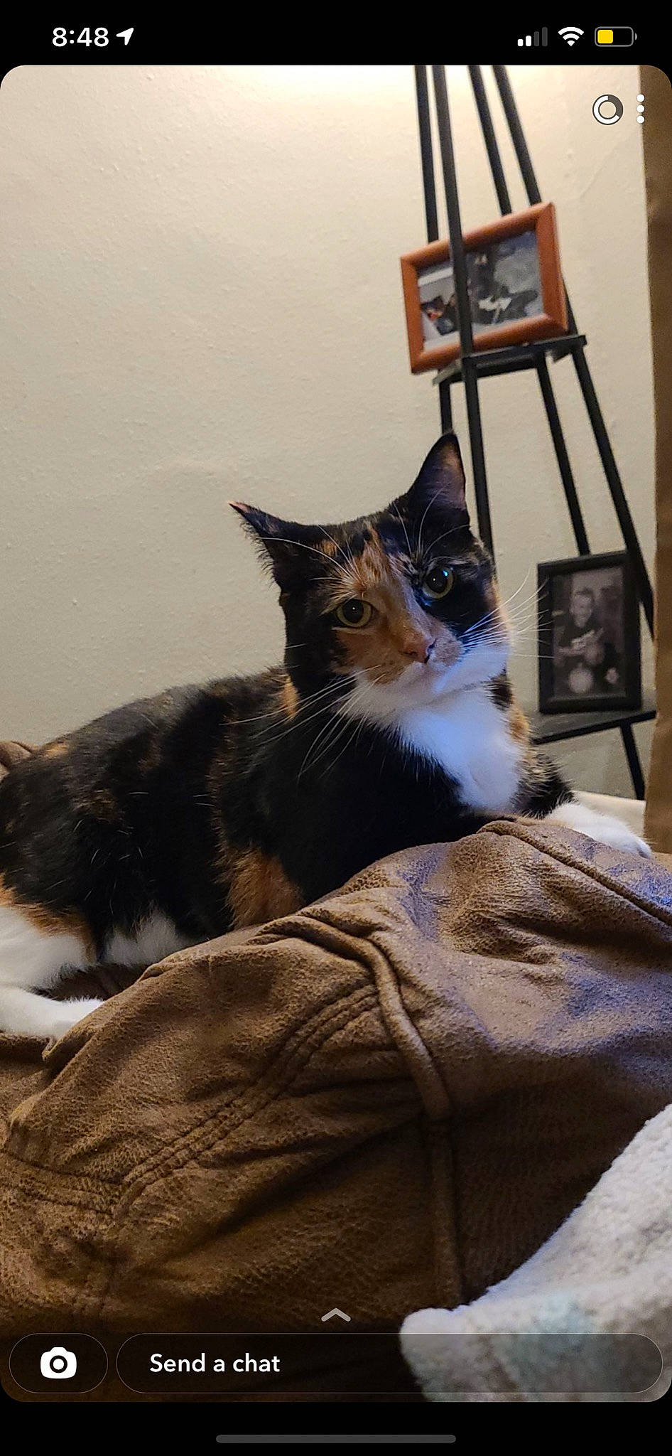 Skies joined the competition — help win amazing prizes! carnivore, cat, claw, comfort, domestic_short_haired_cat, felidae, fur, lamp, linens, paw, picture_frame, sitting, small_to_medium_sized_cats, snout, tail, tree, whiskers, window, wood