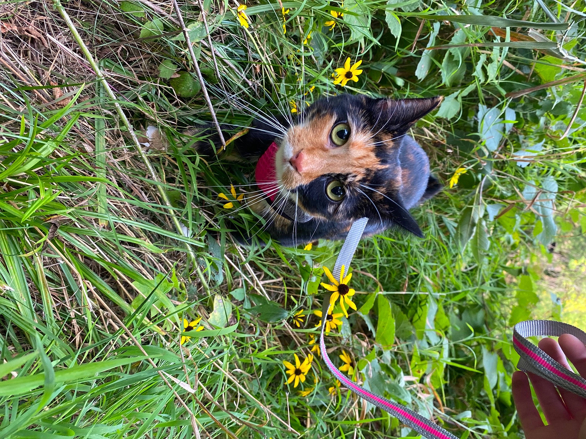 Skies joined the competition — help win amazing prizes! carnivore, cat, domestic_short_haired_cat, fawn, felidae, grass, grass_family, grassland, groundcover, lawn, plant, prairie, small_to_medium_sized_cats, snout, tail, terrestrial_animal, terrestrial_plant, tree, vegetation, whiskers