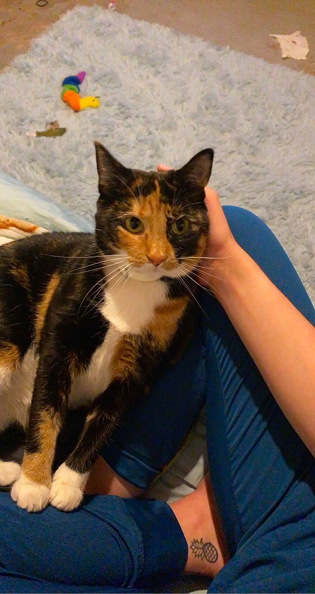 Skies is registered to the contest to win money with this photo: carnivore, cat, comfort, domestic_short_haired_cat, eye, fawn, felidae, fur, gesture, grass, human_leg, lap, mammal, paw, sitting, small_to_medium_sized_cats, thigh, vertebrate, whiskers, window