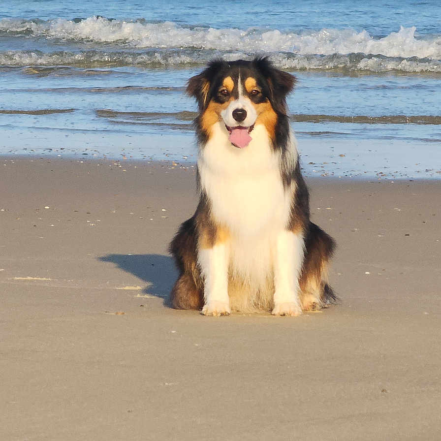 Upsy a rejoint le concours — aidez-le/la à gagner de superbes lots ! animal, beach, canine, coast, dog, fur, happy, nature, ocean, outdoor, pet, sand, seashore, sitting, smiling, summer, sunlight, vacation, water, waves