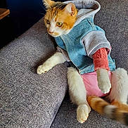 Charlie participe au concours pour gagner de l'argent avec cette photo : animal, casual, cat, clothing, couch, cozy, cute, denim_jacket, domestic_animal, feline, fur, home, indoor, orange_and_white, paw, pet, pink_sleeve, relaxed, resting, tail